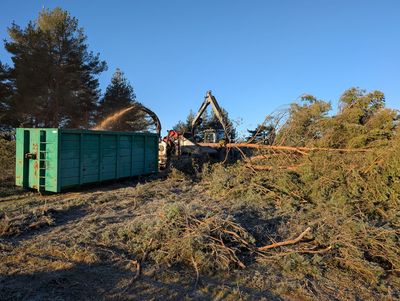 Le rajeunissement par la coupe sélective