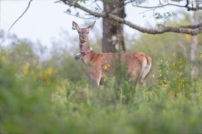 Étoile se fait tirer le portrait et Sven se rapproche