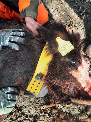 Laie-Ti, la laie de Decazeville va tout nous dire sur ses habitudes