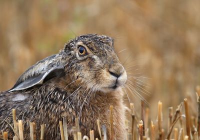 Des EPP pour le lièvre
