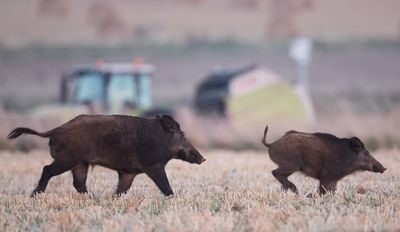 Passer le permis de chasser gratuitement pour les agriculteurs