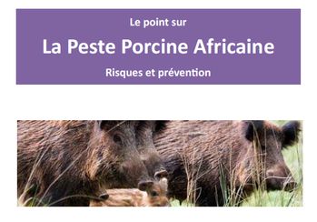 Peste Porcine Africaine : risques et prévention