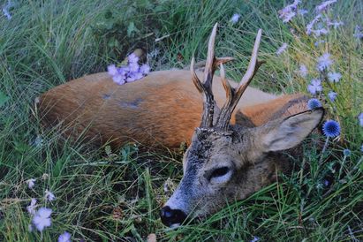 Images de chasse en Aveyron