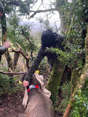 Un nouveau cerf équipé à Lassouts