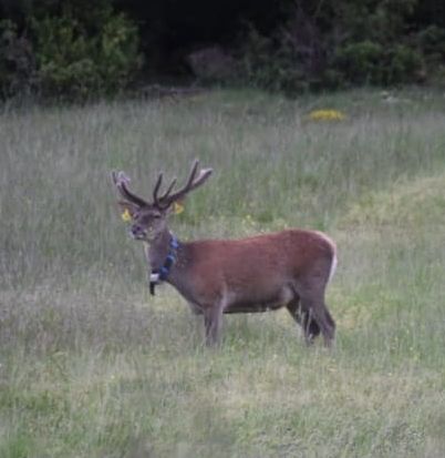 Pierrounet est gravide