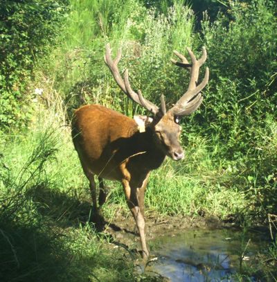 Pierrounet affiche le port de tête altier d'un 14 irrégulier