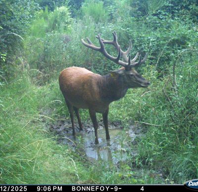 Pierrounet cherche le frais