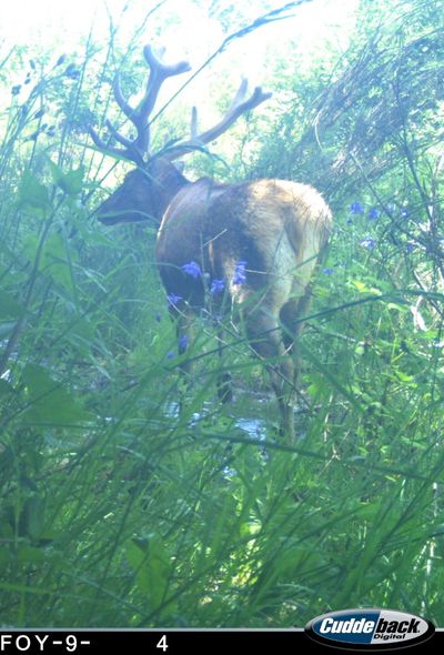 Pierrounet est de plus en plus beau
