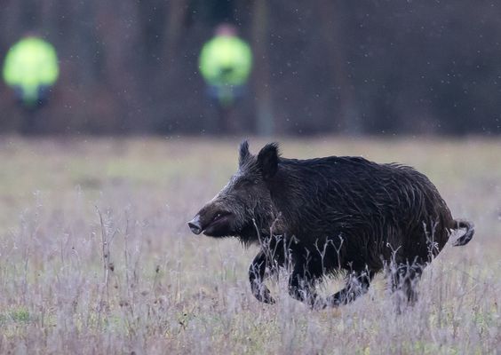Ouverture des battues au 15 août