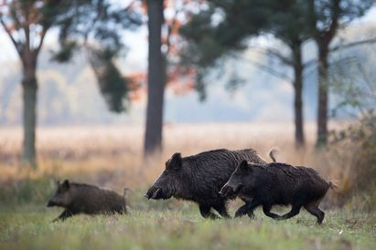 Défendez les cultures !