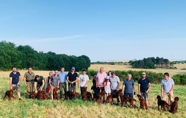 TAN Setter irlandais à la Cavalerie