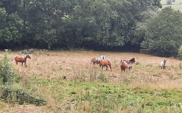 La tourbière jetée en pâture