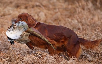 Un chien à l’honneur : le setter irlandais