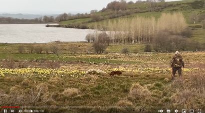 Le baguage de bécassines comme si vous y étiez en vidéo