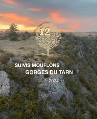 Vidéo suivi mouflon 2024
