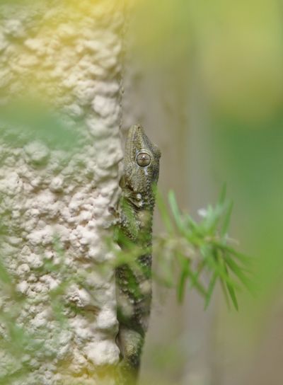 Vigifaune. Toutes les données comptent.