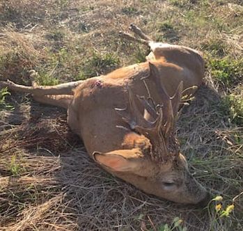 Encore un très beau brocard