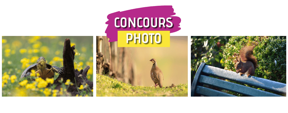 concours photo