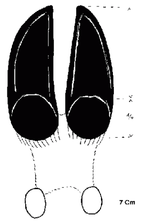 Empreinte Le cerf elaphe