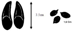 Empreinte Le Chevreuil