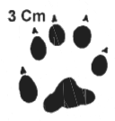 Empreinte Le Vison d’Europe