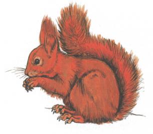 L’Ecureuil roux