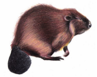 Le Castor d’Europe