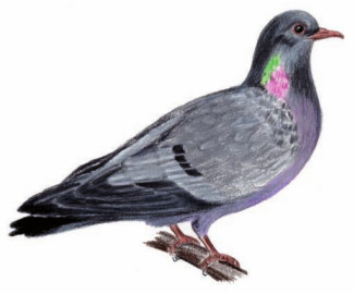 Le Pigeon colombin