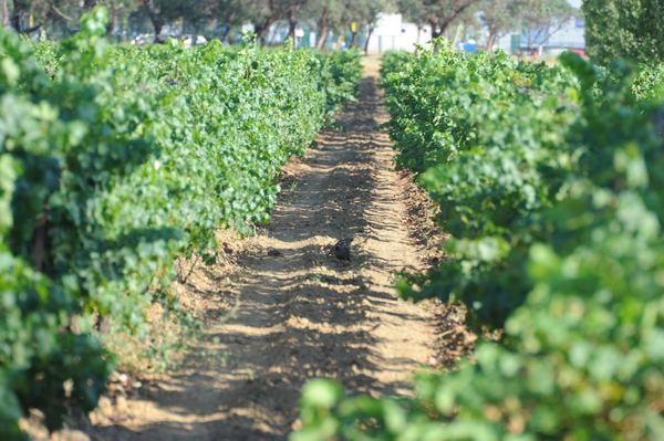 Concilier viticulture, protection de la ressource en eau et préservation de la biodiversité