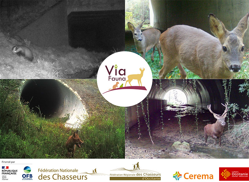 VIA FAUNA : L'étude des suivis des ouvrages d'art non dédiés à la faune sauvage se finalise