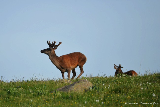 MACERVUS : En Occitanie les chasseurs, acteurs majeurs de l'étude des populations de cerfs élaphes