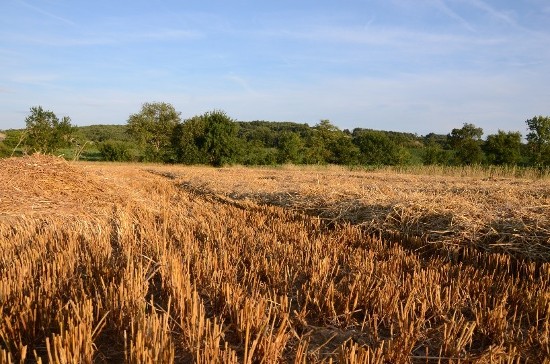 Moisson des céréales : quand la biodiversité permet des économies