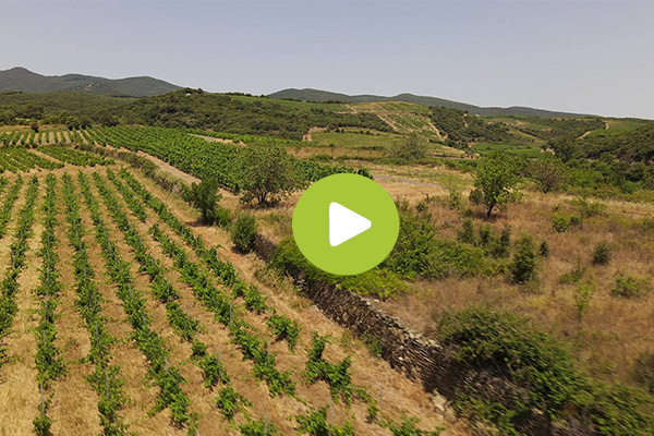 VIDEO :  les infrastructures agro écologiques déterminantes pour la biodiversité en viticulture !