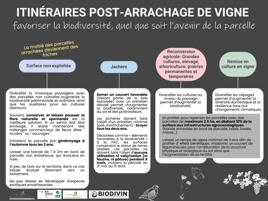 Quel avenir pour les parcelles après arrachage viticole en Occitanie ?