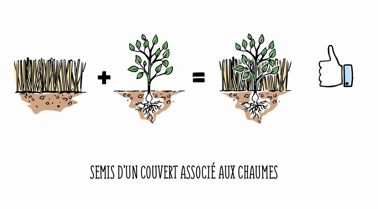Semis sous couvert