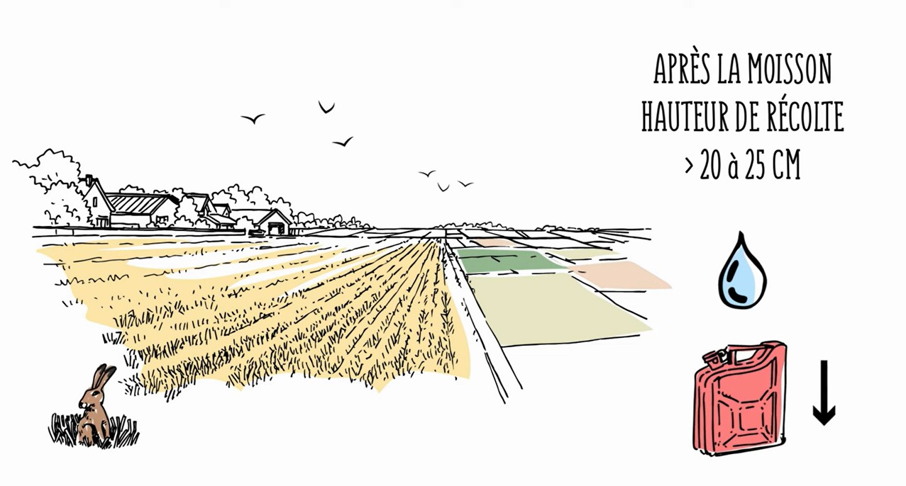 Moisson hauteur des chaumes Moisson hauteur des chaumes