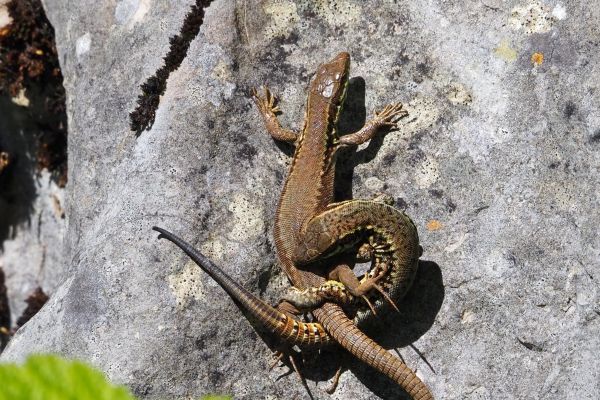 Via Fauna : Prendre en compte les amphibiens et reptiles dans les outils de modélisation écologique