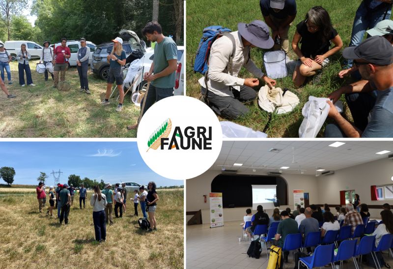 Agrifaune en Occitanie : concilier agriculture et biodiversité au cœur des territoires