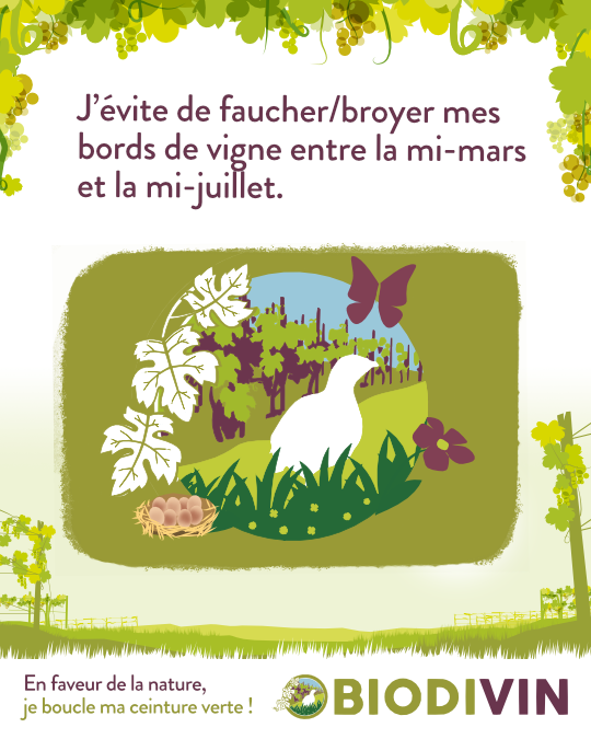 Entretien des bords de vigne : pensons à la biodiversité !