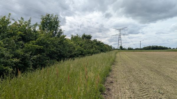 Projet DEBORA : Relevés floristiques des bordures de champs dans l’outil Ecobordure