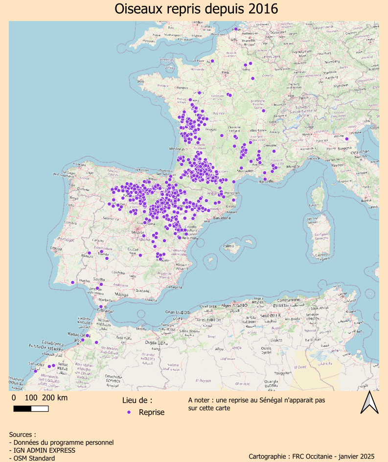 La Caille des blés : un oiseau migrateur assez peu connu