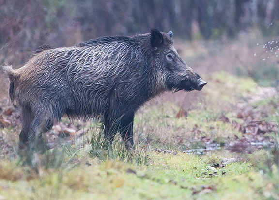 Peste porcine africaine : Précautions à prendre par les chasseurs