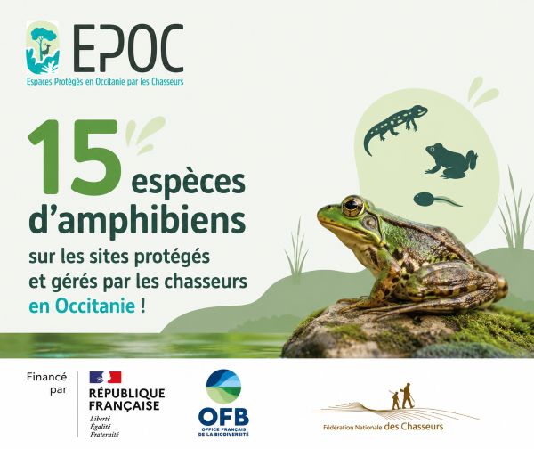 Les espaces protégés par les chasseurs : des refuges indispensables pour les amphibiens