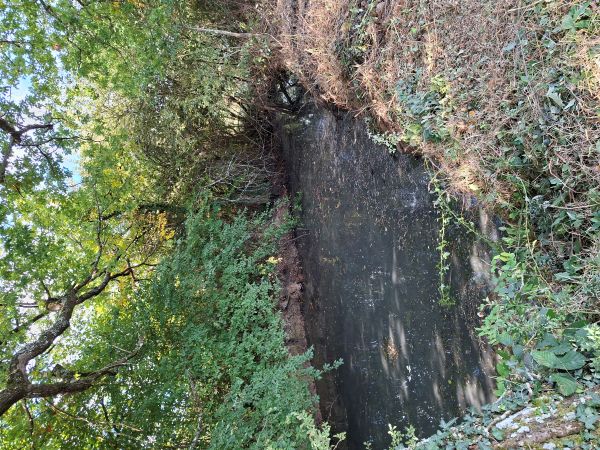 Série : Une mare restaurée, un territoire valorisé