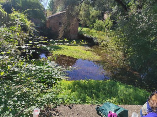 Mare espece exotique envahissante