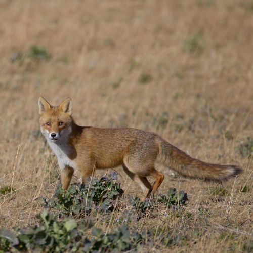 Les maladies partagées entre faune domestique et sauvage : réglementation et conséquences