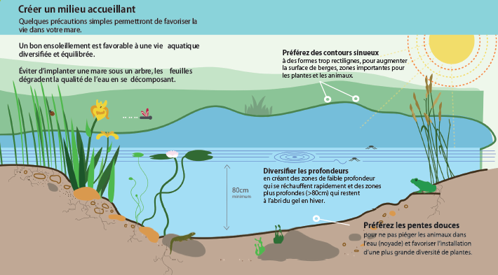 Schéma restauration mare