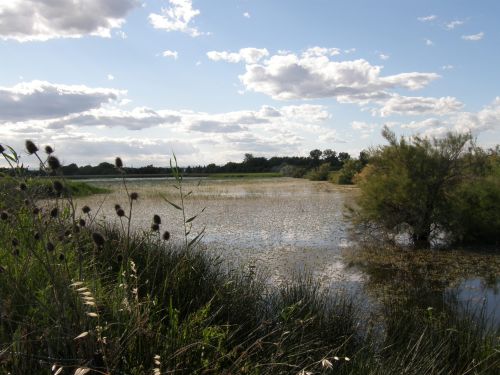 Sortie nature au marais de St Marcel (34, Mauguio) – Journées mondiales des zones humides