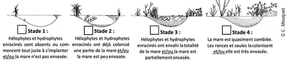 Stades évolution des mares