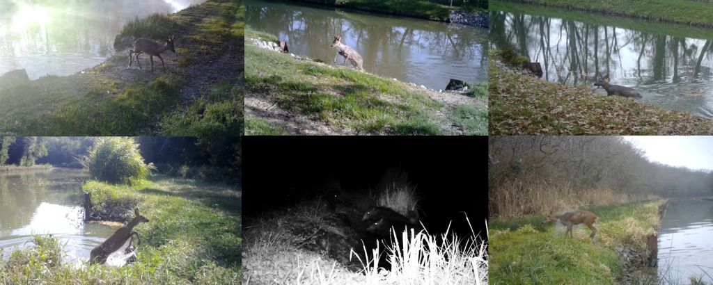 Via Fauna : Résultats sauvegarde faune